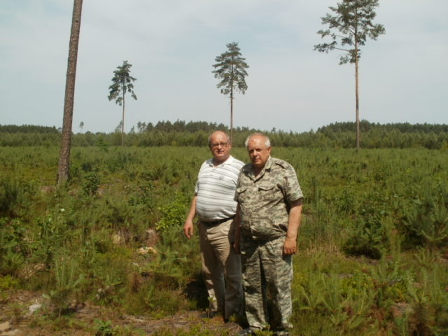 Соснові культури